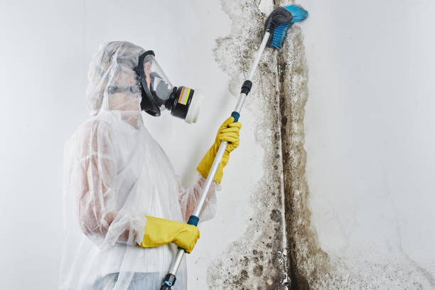 Mold Testing and Removal in East Ridge, TN