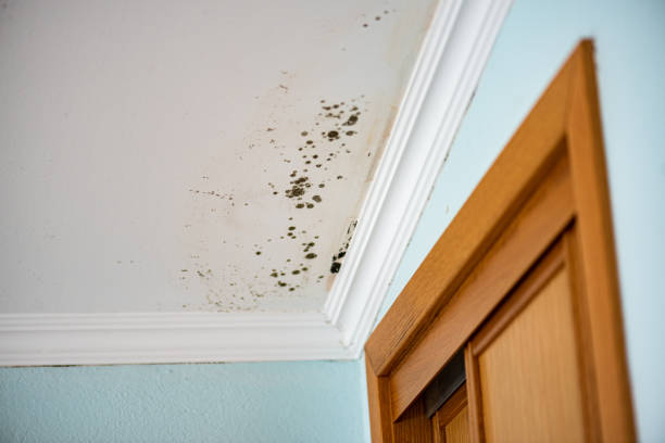Certified Mold Removal in East Ridge, TN