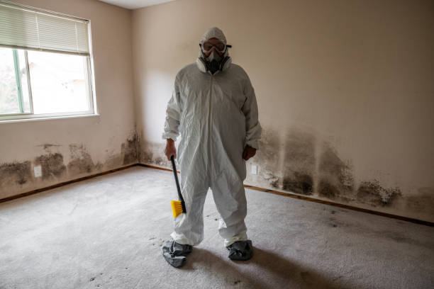Best Black Mold Removal  in East Ridge, TN